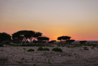 Trees with a sunset background