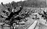 Historic photo of Chinese workers carrying bananas on a rail track through a dense plantation near Innisfail, showing colonial-era agricultural labor.