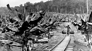 Historic photo of Chinese workers carrying bananas on a rail track through a dense plantation near Innisfail, showing colonial-era agricultural labor.