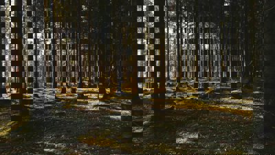 Forest and trees