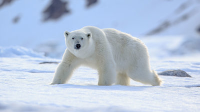 Polar bear standing in snow looking cautiously at the camera.