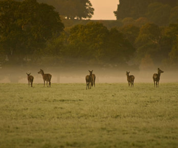 Herd of deer on a misty field with a tree background