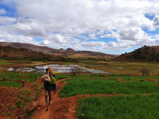 People walking on a mud path through a grass field towards waterlogged land. The people are wearing hats and carrying sacks.