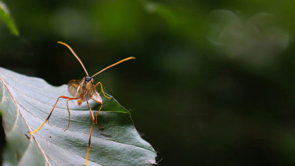 A mosquite resting on a leaf seen from up close.