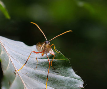 A mosquite resting on a leaf seen from up close.