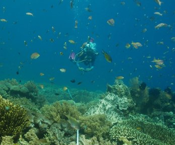 A scuba diver wearing flippers and an oxygen tank underwater taking photos of a coral reef. There are multiple species of fish swimming around the diver and coral.